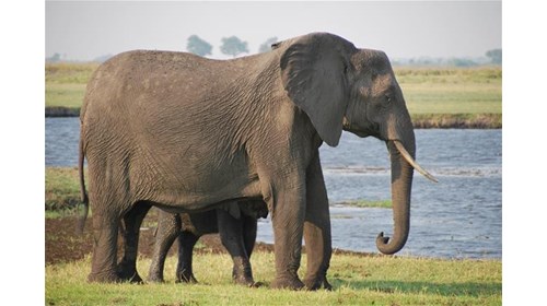 14 day Safari in South Africa