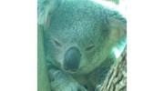 Koala rehabilitating at the Australia Zoo