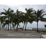 sunny beach in Key West with gorgeous palm trees- 