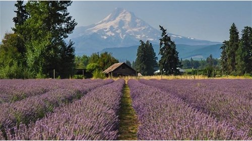 Lavender Fields with Mount Hood backdrop