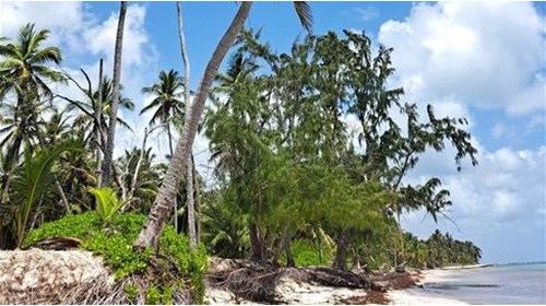 Punta Cana Beach along the Caribbean Sea