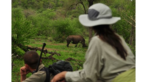 Viewing Rhino on a Hiking Safari