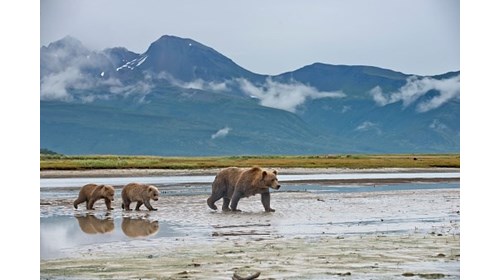 Explore Alaska by Land or Sea