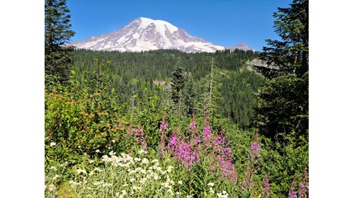 A perfect late-summer day at Mt Rainier