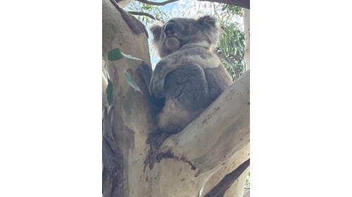 Australian Adventures