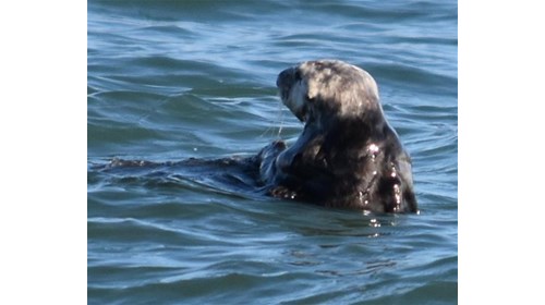 Alaska Cruise & Cruisetour Specialist