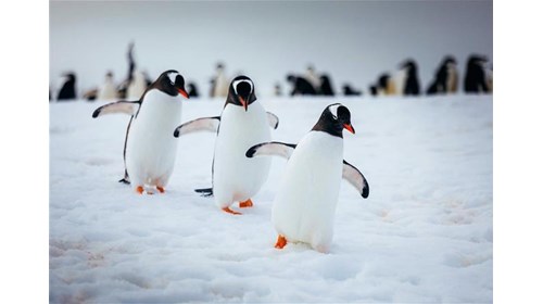 Gentoo Penguins on Antarctica's Penguin Highway 