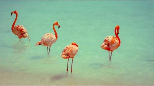 Aruba Travel Agent Expert