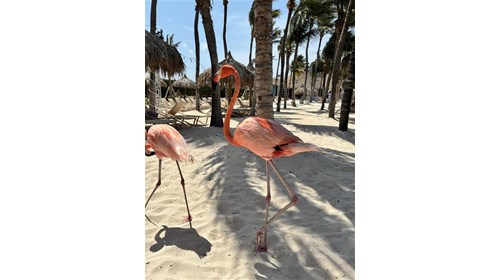 Aruba Vacation Specialist & Travel Advisor