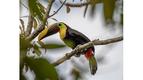 Costa Rica Custom Travel Specialist