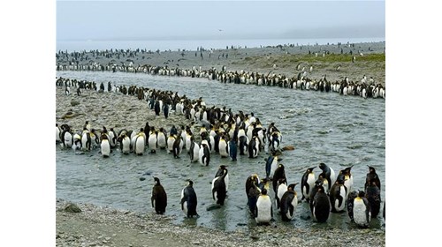 Among the king penguins