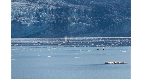 Alaska Expedition & Wildlife Voyages