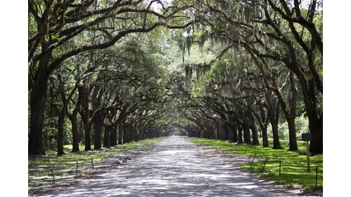Savannah Romance & Southern Charm Curator