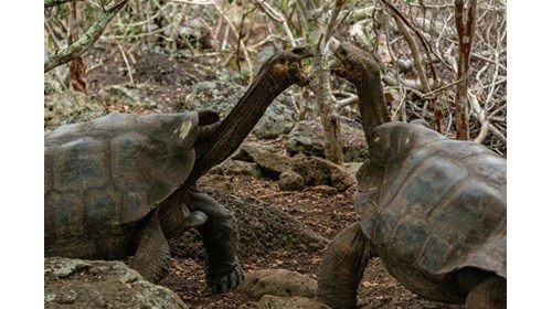 National Geographic Expeditions