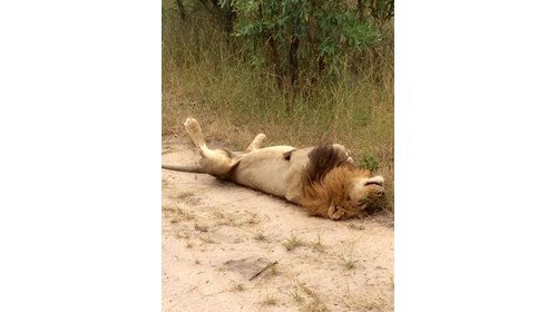 African Safaris