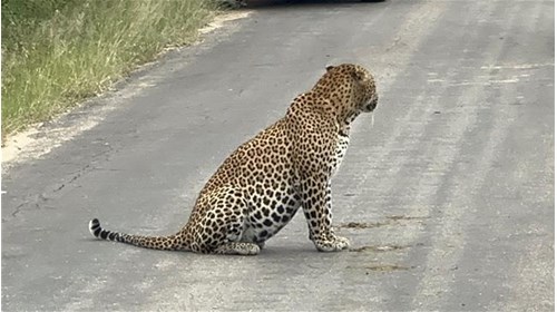 The elusive leopard in Kruger National Park