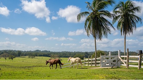 Horses at Gallon Jug Estate in Belize