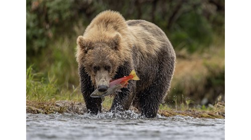 Alaska Wildlife & Expedition Travel Specialist