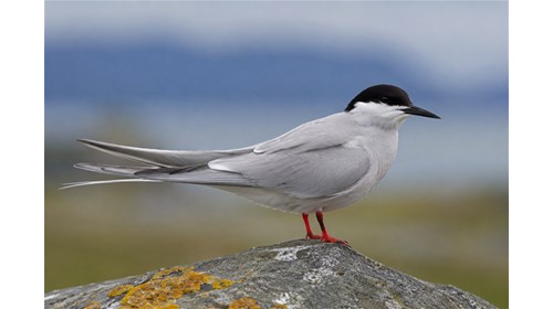 Aleutian Islands Birding Travel Specialist