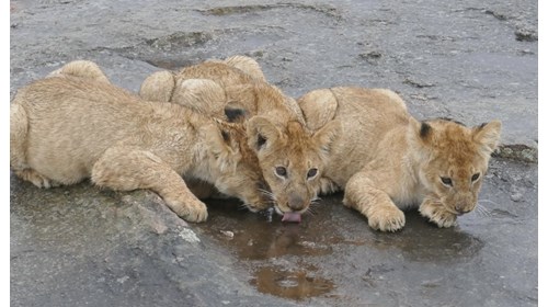 Lion cubs playing in the rain in the Masai Mara