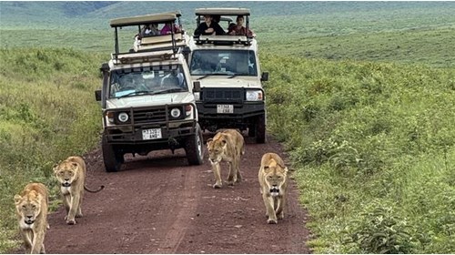 Lions on Ngorongoro Game Drive