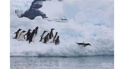 Antarctica & Expedition Cruise Specialist