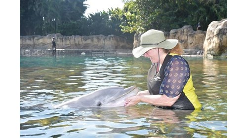 Discovery Cove and Sensory-Friendly Orlando