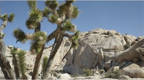 Joshua Tree Travel Agent Specialist