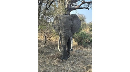 African Safari Expert