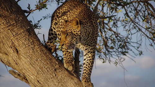 A leopard in Masai Mara Game Reserve in Kenya