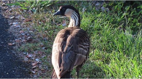 A nene named Ahu at Hawaii Volcanoes National Park