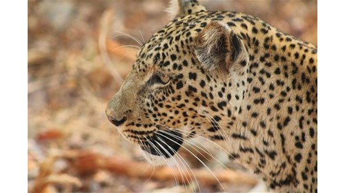 Luxury African Safari & Gorilla Trekking Expert