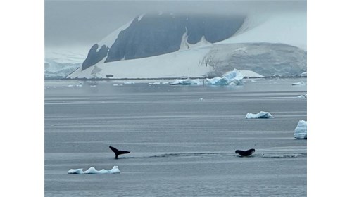 Expedition Cruise Specialist | Antarctica & Arctic