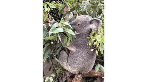 Beyond the Enclosure
