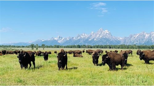 Luxury Wyoming Ranch & Adventure Travel Agent 