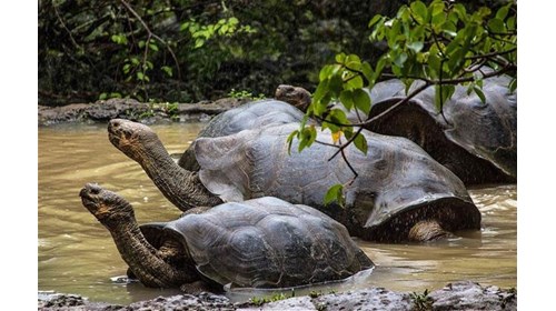Galápagos Islands Travel Advisor