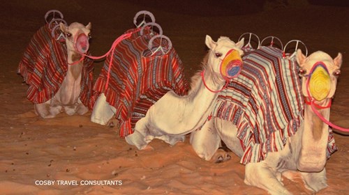 Camel Trek at Qasr Al Sarab Desert in Abu Dhabi