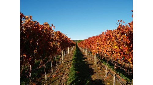 Classic New Zealand Wine Trail