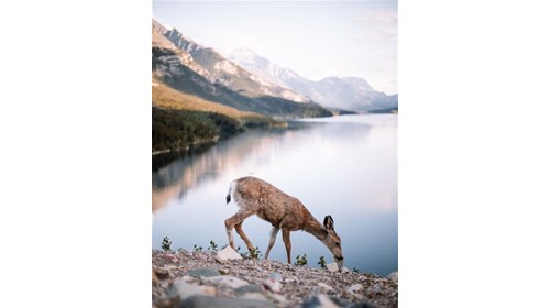 Waterton Lakes National Park-Family Adventure