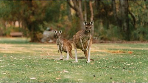 Australia the Ultimate Adventure Travel Agent 