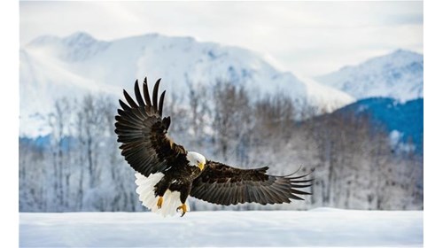Curated  Alaska Cruise and Alaska Tours  Expert