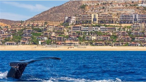 Baja Cruise Travel Agent Specialist