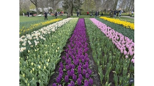 It's Tulip Time