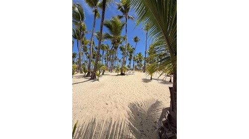 Palm Studded Beach- Punta Cana Dominican Republic