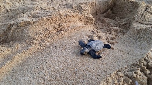 Baby Hawaiian Sea Turtle