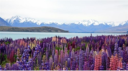 New Zealand Travel Agent Expert