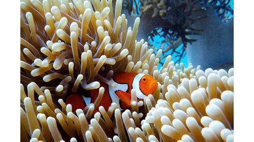 Great Barrier Reef Australia Travel Agent Expert 