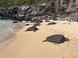 Turtles on the beach