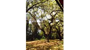 Large oak w/Spanish moss
