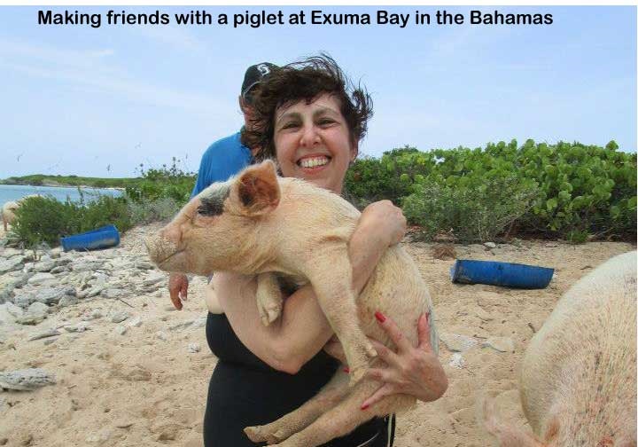 Swimming with the pigs at Exuma Bay Bahamas